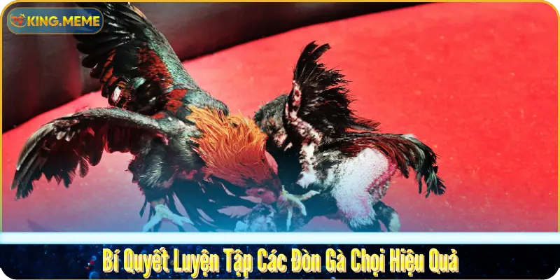 Tổng Hợp Các Đòn Gà Chọi Hay Nhất Của Chiến Kê