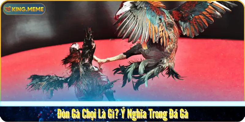 Tổng Hợp Các Đòn Gà Chọi Hay Nhất Của Chiến Kê