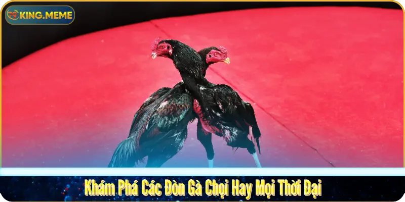Tổng Hợp Các Đòn Gà Chọi Hay Nhất Của Chiến Kê