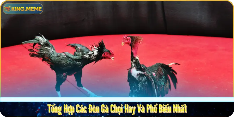 Tổng Hợp Các Đòn Gà Chọi Hay Nhất Của Chiến Kê